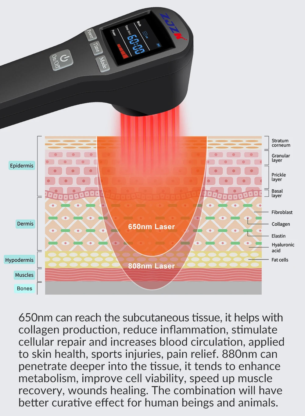 Deep Tissue Cold Laser Therapy Device – Pain Relief for Horses, Dogs & Cats